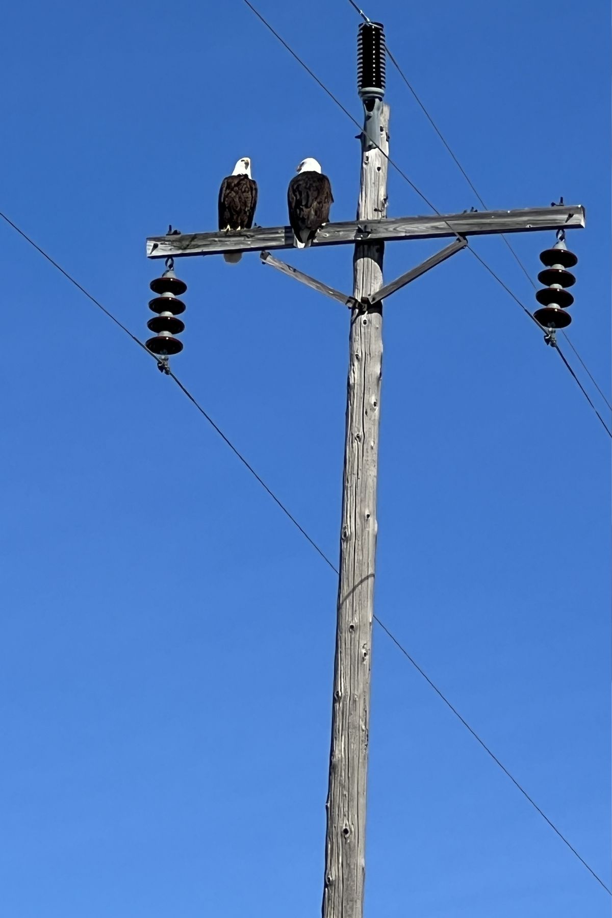 Two bald eagles on a telephone pole.